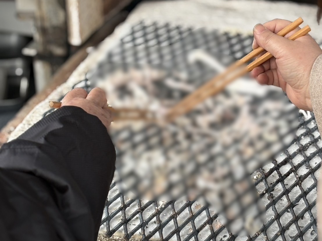 菊池市でご家族様に愛されていたトイプードルちゃんをお見送りしました