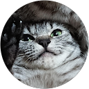 もあぴあめ下僕 profile picture